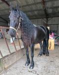 16.2hh Friesian Riding Mare