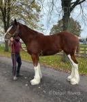 Bosworth Mills Sweet Candy, 2 Year Old Shire Filly