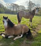 3 Year Old Welsh Section A Fillies