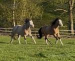 3 Year Old Welsh Section A Fillies