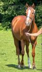 15.3hh Thoroughbred Riding Gelding