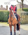 15.3hh Thoroughbred Riding Gelding