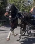 Lexies Rainbow, 15.1hh Driving Gelding