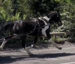 Lexies Rainbow, 15.1hh Driving Gelding