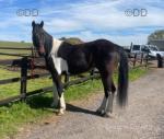 Lexies Rainbow, 15.1hh Driving Gelding