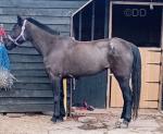 13.3hh Driving Mare