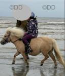 Shetland Riding Mare