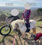 Shetland Riding Mare