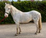 Fenyx, Gelding 