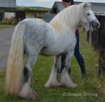 Christian, 11.2hh Stallion