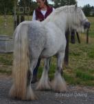 Christian, 11.2hh Stallion