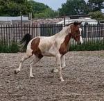 Delboy, 14hh Driving Stallion