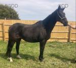 Dolly, 16hh Mare