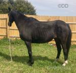 Dolly, 16hh Mare