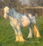 Silverstones Splashed Prince, Colt