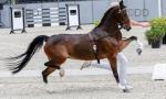 Topsine Bing, 13hh Hackney Driving Mare