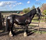 Rosie, 13hh Riding Mare