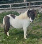 Cassie, Shetland Riding Mare