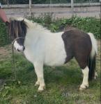 Cassie, Shetland Riding Mare