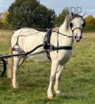 Ted, 12.2hh Welsh Section A Driving Gelding