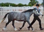 Haribo, 12.2hh Welsh Section B Gelding