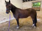 Power, Welsh Section D Gelding
