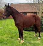 Power, Welsh Section D Gelding