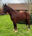 Power, Welsh Section D Gelding