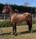 15.1hh Welsh Section D Ride and Drive Gelding