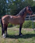 15.1hh Welsh Section D Ride and Drive Gelding