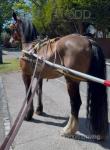 15.1hh Welsh Section D Ride and Drive Gelding