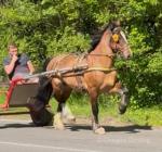 15.1hh Welsh Section D Ride and Drive Gelding
