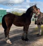 Yearling Welsh Section D Filly