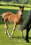 Yearling Welsh Section D Filly