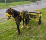 Mini half bred mare pony 3 year old 10hh. Proper kids pony. 