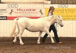 Westferle Whimbrel, 12hh Welsh Section Mare