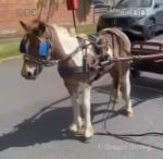 Princess, coloured Shetland ride and drive, 4 yeas old. Safest pony ever, comes to call, loves attention, stands all day being fussed over, hacks alone, in company. 