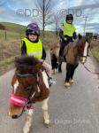 Princess, Shetland Ride and Drive Mare