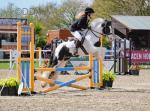 Rolo, 13hh Riding Gelding 