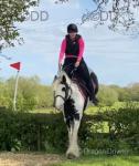 14.1hh Riding Mare