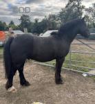 Frank the Tank, 13.2hh Riding Gelding 