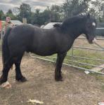 Frank the Tank, 13.2hh Riding Gelding 