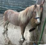 Burberry, 11hh Pony