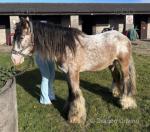 14hh Ride and Drive Gelding 