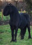 Kinkryhill Galaxy, 13hh Fell Stallion