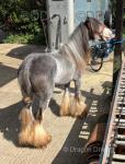 11.2hh 3-year-old blue blagdon gelding, ride and drive. Recently shod and ready for road work. 
