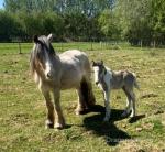 Strawberry roam blagdon mare, 13.2hh with colt. Very good to handle, is broke to drive. 
