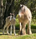 13.2hh Mare with Colt Foal at Foot 