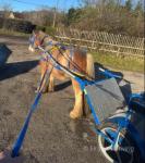 13.2hh Mare with Colt Foal at Foot 