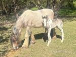 13.2hh Mare with Colt Foal at Foot 